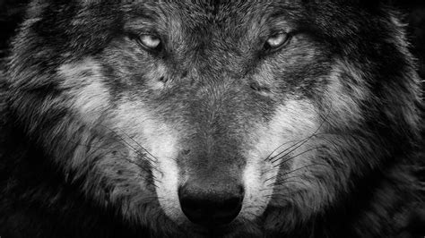 64k Ultra Hd Wolf Wallpapers Top Free 64k Ultra Hd Wolf Backgrounds