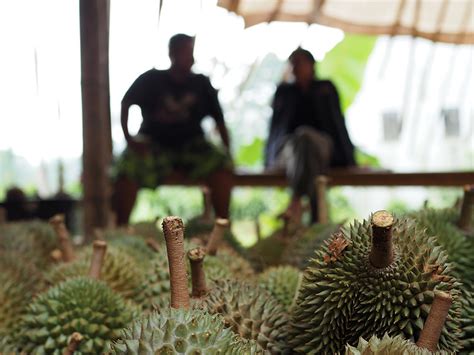 Go Catch Wild Durian Hutan Near Kuala Lumpur Year Of The Durian