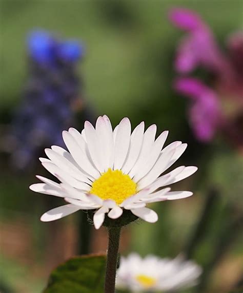 Képek A Természetről Tavaszi Virágok