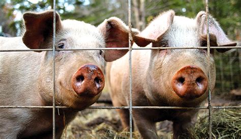 Tips To Ensure The Proper Feeding Of Pigs Hobby Farms