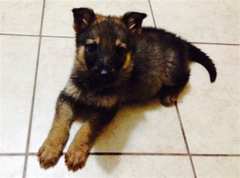 Gorgeous Akc German Shepherd Puppies King Size Must See Puppies For Sale