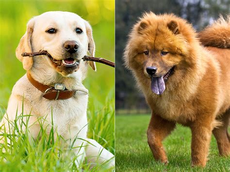 Happy National Mutt Day Meet The Dog Breeds That Make Up The Most Mutts