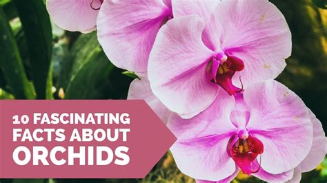 10 Fascinating Facts About Orchids Youtube