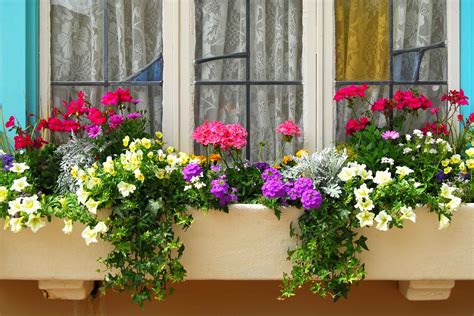 A planter box is ideal for a kitchen window herb garden. How to Plant Window Boxes: 10 Simple Tips