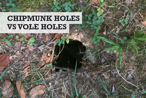 Chipmunk Holes Vs Vole Holes What They Look Like