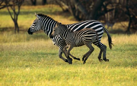 Fond Décran Hd Animaux Zèbre Télécharger Une Image Gratuite 533684