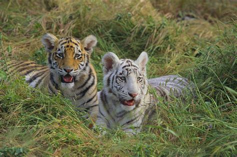 Four Newborn Bengal Tiger Cubs Take First Steps In East China Cgtn