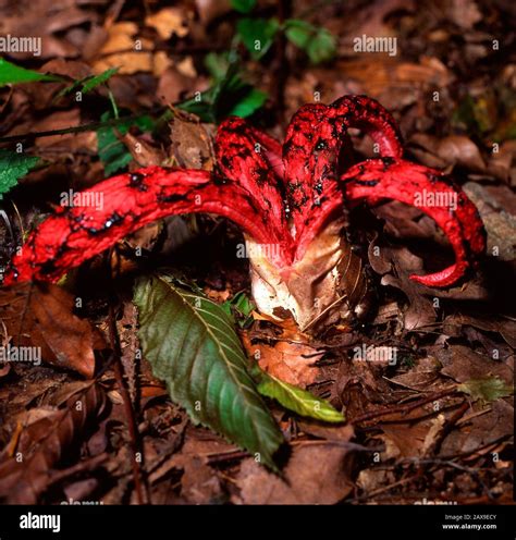 Mushroom Anthurus Archeri Aka Devils Fingers Stock Photo Alamy