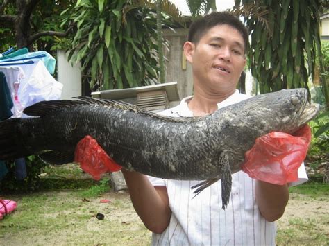 Gambar Ikan Nila Besar