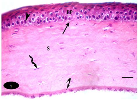 Corneal Epithelium Histology