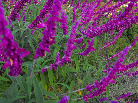 There are numerous perennial vines that can add a permanent landscape feature to your garden. Majestic Purple Plants For Your Garden | Crasstalk