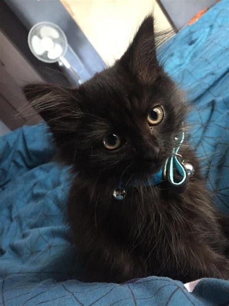 We did have good luck with black cats at the tica annual in orlando, florida, this past weekend. Black cats are good luck and the best kitties ever ...