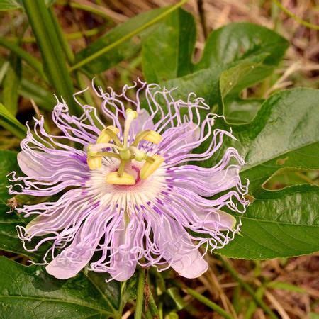 List of official state flowers, wildflowers, and national flower. Purple Passion-Flower -- attracts 6 types of BAY VILLAGE ...