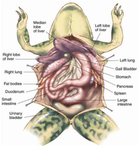 Disorders like gallstones can cause problems with how the gallbladder functions. Digestive System - american-bullfrog