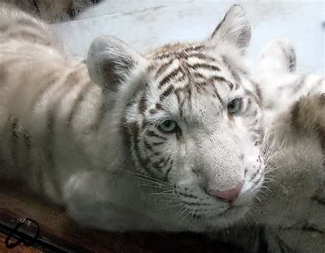 White Tigers Facts And Photos By Woxys On Deviantart White Tiger