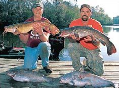 The catfish industry in alabama began in 1960 with the opening of a small channel catfish hatchery in greensboro, hale county, in west alabama. Your Alabama River Catfish Guide