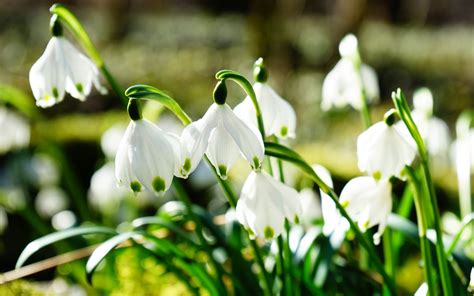 Snowdrops Wallpapers Wallpaper Cave