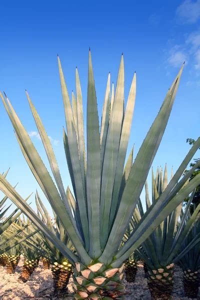 Agave Tequilana Plant For Mexican Tequila Liquor — Stock Photo