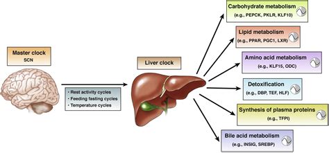 Circadian Clock Control Of Liver Metabolic Functions Gastroenterology