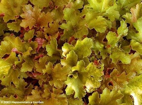 Гейхера амбер уэйвс (heuchera amber waves). PlantFiles Pictures: Heuchera, Coral Bells, Alumroot ...