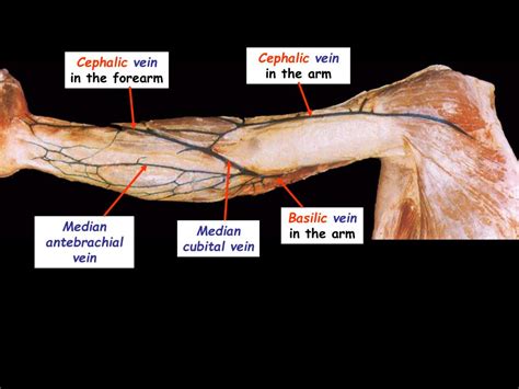 Ppt Structures Of The Arm Powerpoint Presentation Free Download Id