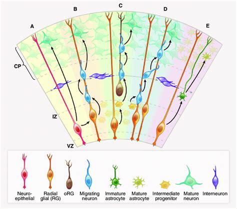 Cortical Development Origins Of Pyramidal Neurons And Astrocytes In The