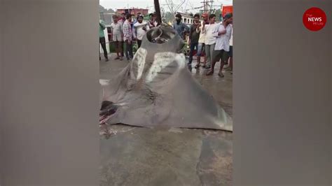 Massive Giant Manta Ray Caught By Fisherman In Mangaluru Youtube