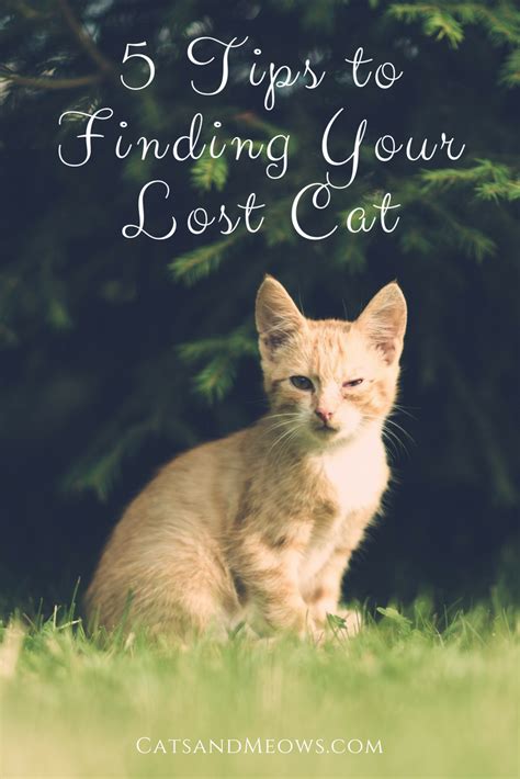 Help a friend with a missing cat. CAM - 5 Tips to Finding Your Lost Cat - Cats and Meows