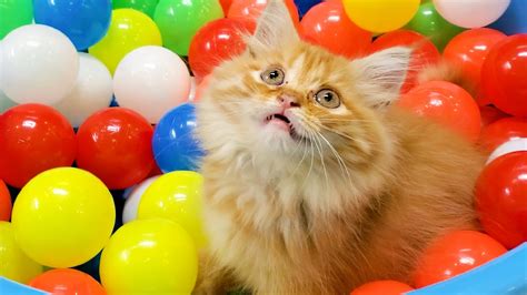 Naughty Kitten And 300 Balls In A Ball Pit Youtube
