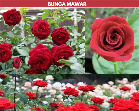 Informasi Harga Bunga Mawar 1 Tangkai Putih And Merah Maret 2024