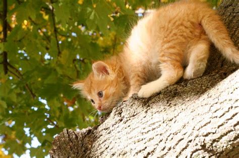 How To Get A Cat Out Of A Tree Easy To Follow Guide And
