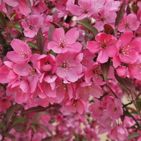 Crabapple Trees How To Grow And Care For Flowering Crabapples