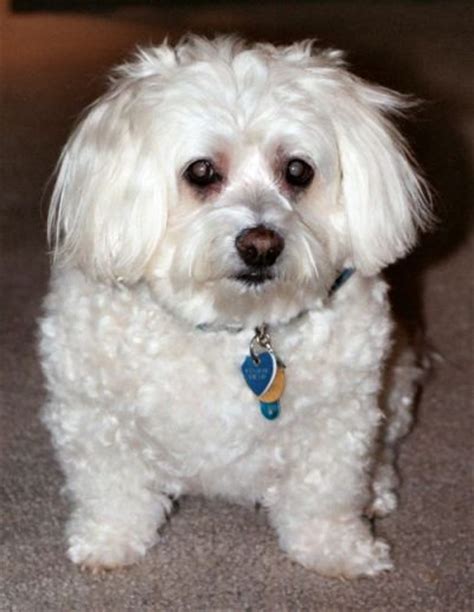 Kirby Is A Senior Bichonmaltese Mix From Fairfax
