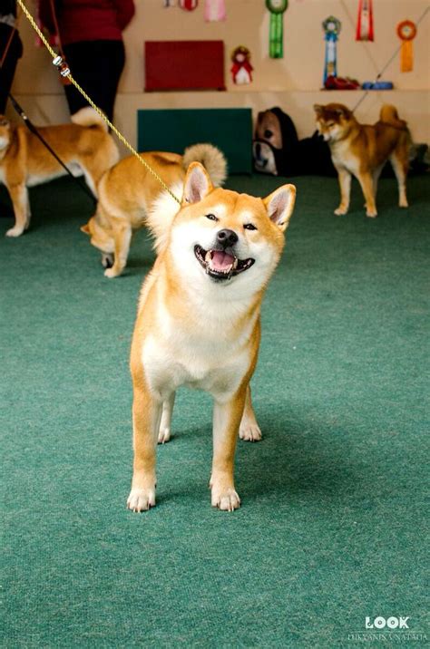 See more ideas about doge, shiba inu, shiba. Pin by LightSeeker on Shibas, the Foxy Doggo! | Shiba inu ...