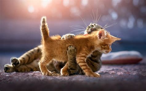 Cute Kittens Cat Animal 4k 4k