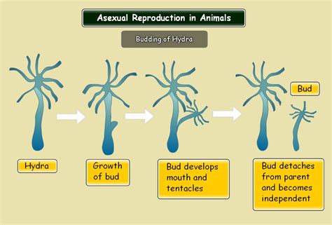 Budding Of Asexual Reproduction Genetic Engineering Info