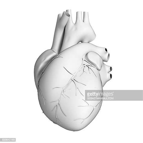 Heart Anatomy 3d Photos And Premium High Res Pictures Getty Images