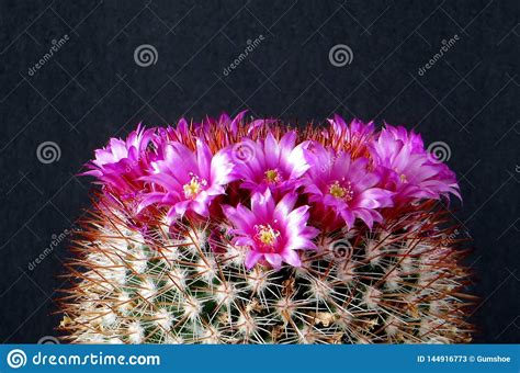 Care tips would be nice. Cactus, With Crown Of Pink Flowers. Stock Image - Image of ...