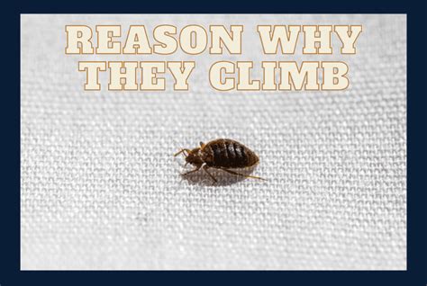 Do Bed Bugs Climb Walls The Truth