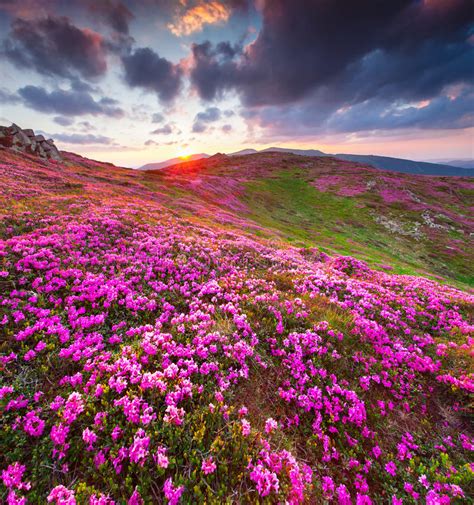 Magic Pink Rhododendron Flowers In Mountains Summer Sunrise Stock