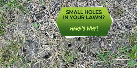 Small Holes In Your Lawn Overnight Heres Why Grow Your Yard
