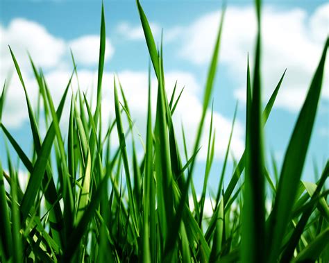 Grass Images Grass Hd Wallpaper And Background Photos