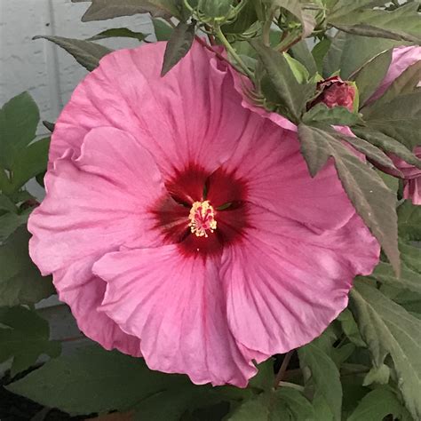 These dramatic blossoms cover the plant from. Dinner Plate Hibiscus. | Garden, Plants, Hibiscus