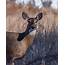 Whitetail Doe Keeping Watch Photograph By Ernie Echols