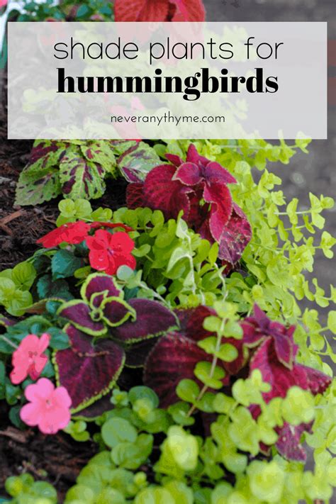 Check spelling or type a new query. Shade Plants to Attract Hummingbirds - Never Any Thyme in ...