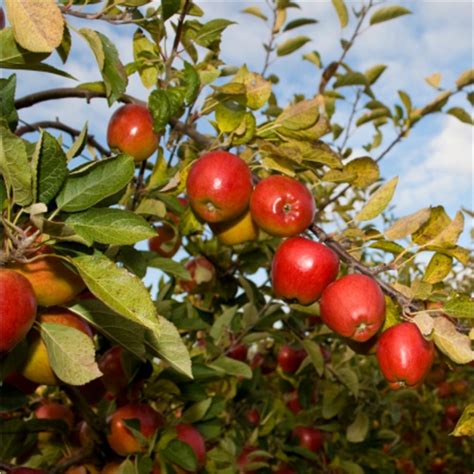 Top 10 Easy To Grow Fruit Trees