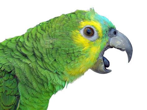 Parrot Behaviour Parrot Behaviour Parrots Guide Omlet Uk