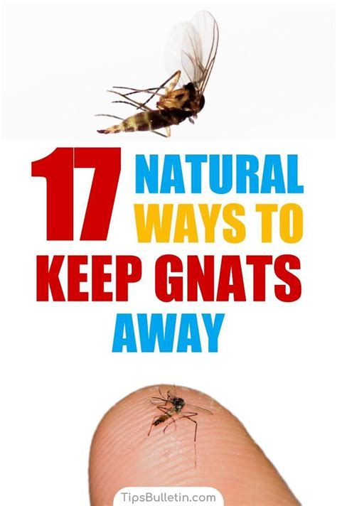 17 Natural Ways To Keep Gnats Away Gnats Away Getting Rid Of Nats Gnats