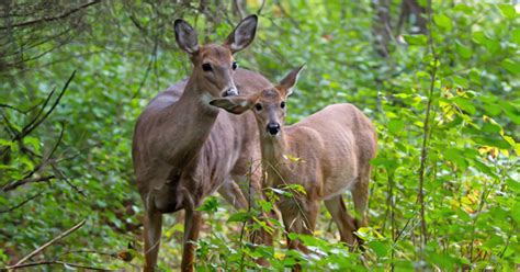 Rut Watch Maine Deer Spy White Tailed Deer Mammals Species