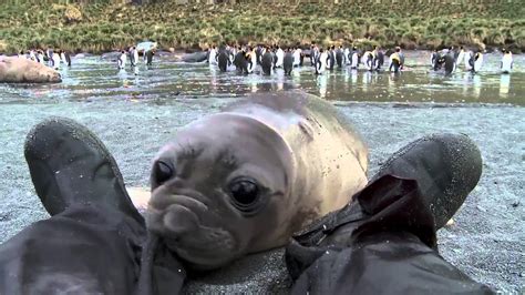 Curious Baby Seal Approaches Cameraman Youtube